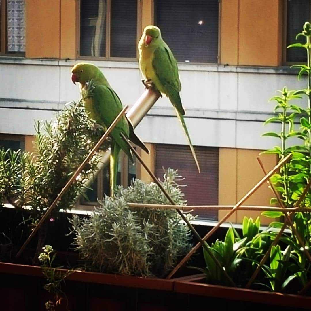 Roman Parakeets The legend of the parrots of Rome - Camilla Verdacchi